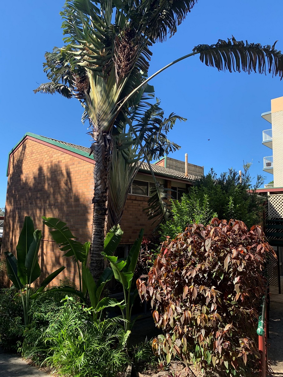 3 Minutes drive to the beach! 1:1 & 1:2 SIL Vacancies available at Moffat Beach — Home image 5