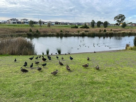 CURZON - HPS/BARIATRIC - Clyde North, Vic — Home image 9