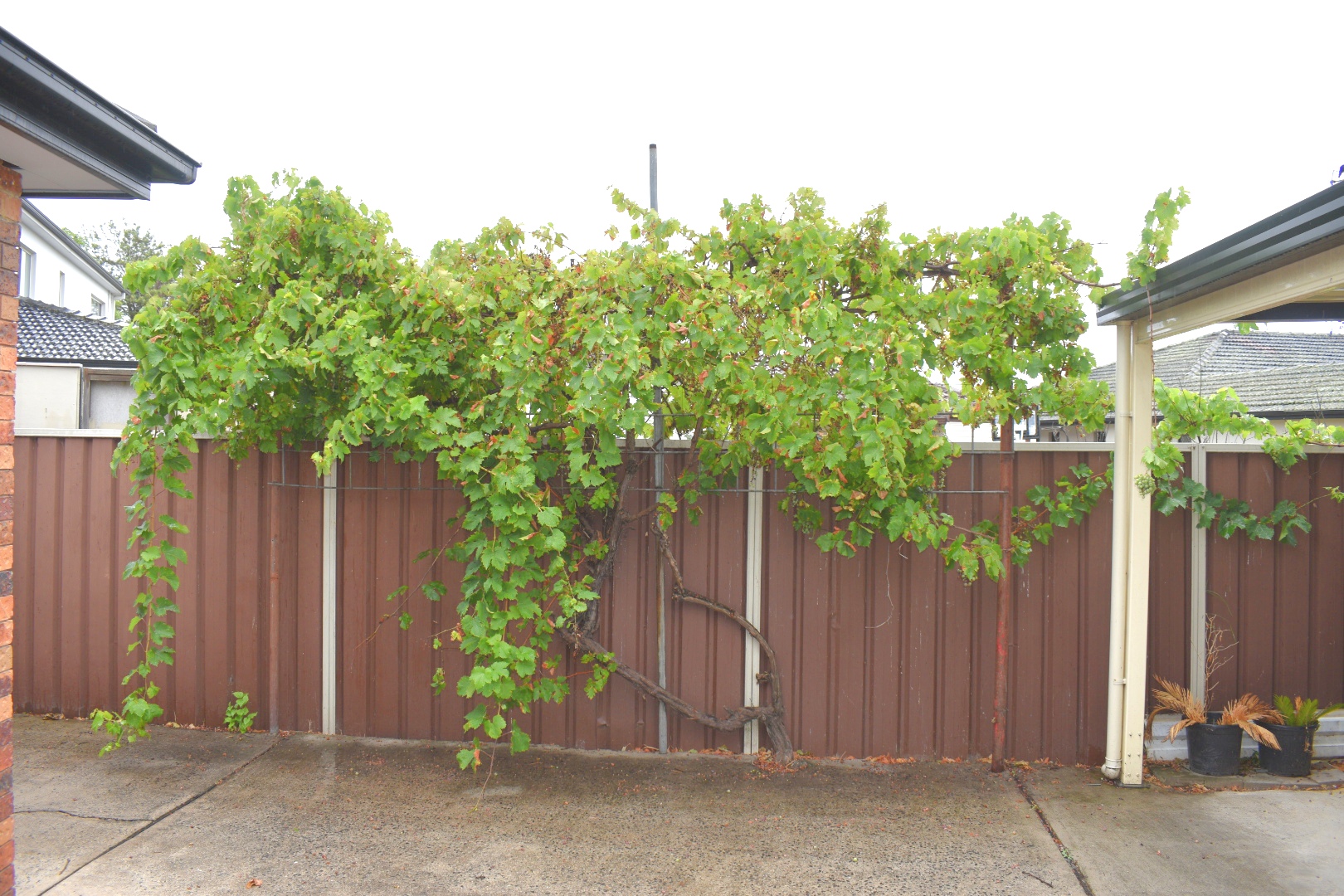 Lovely Supported Independent Living (SIL) home in Greystanes — Home image 7